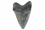 Fossil Megalodon Tooth - South Carolina #370457-1